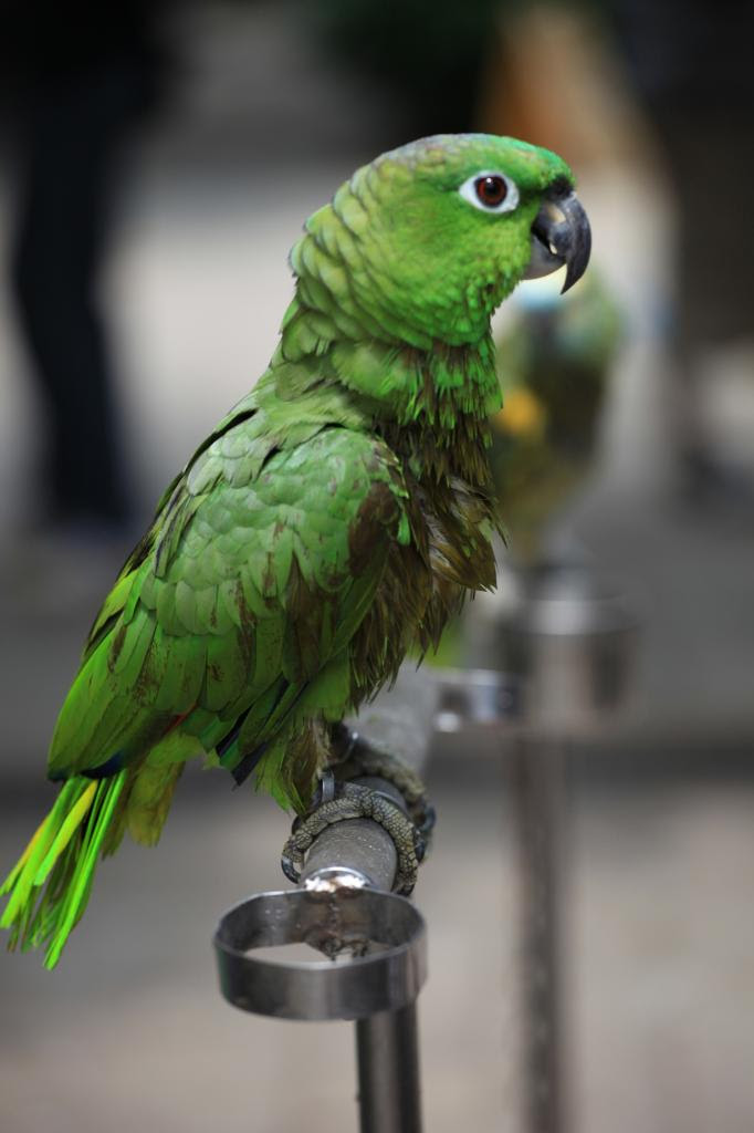 China.  Hong Kong.  Bird market in the street Yuen Po.  (Julie Laurent)