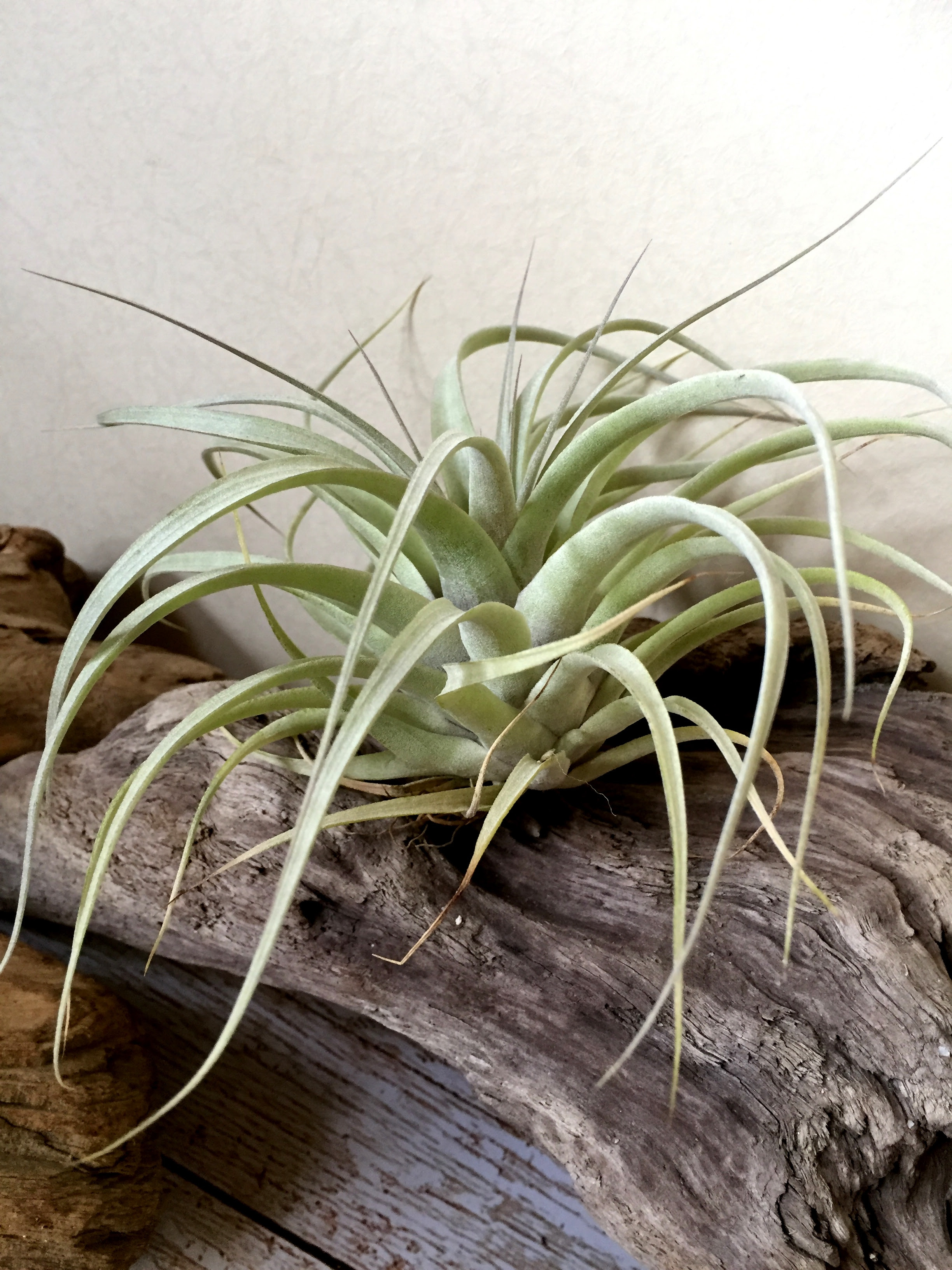 チランジア キセロクラス Tillandsia Xero Class T Best In Class X T Xerographica 育て方 図鑑 Frontier Plants フロンティアプランツ