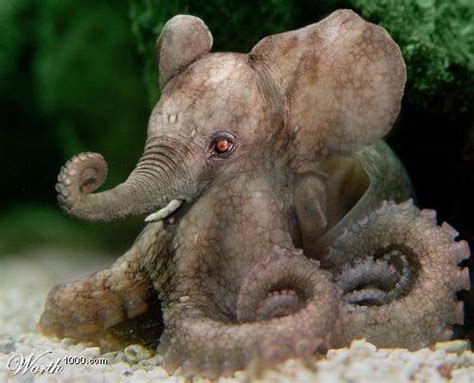 Powered by godaddy · privacy policy. Surf and Turf Photoshop: Octophant. - Neatorama