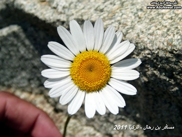 التحليق بأجواء جوهرة القرى : أوزنجول Uzungol