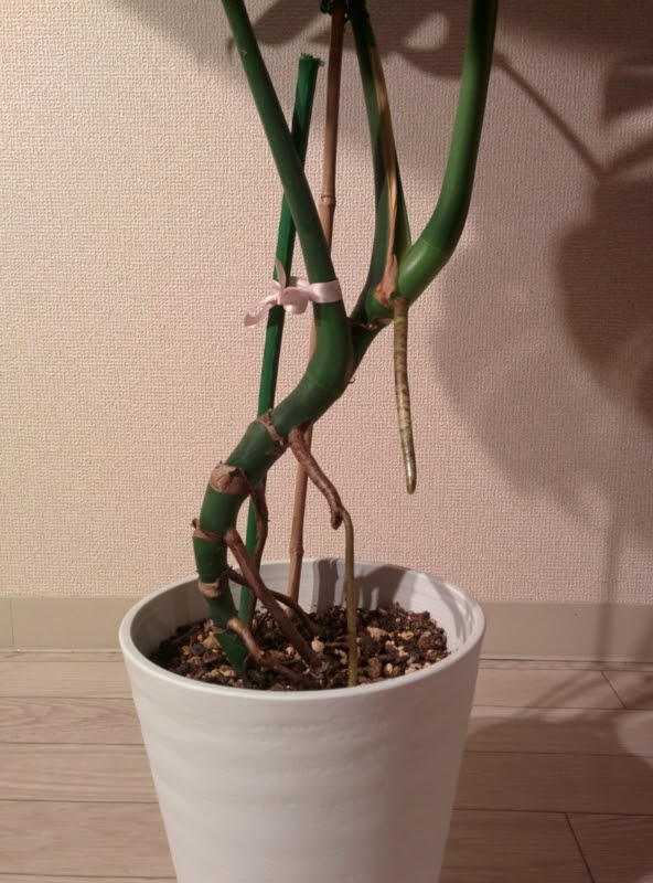 幹立ちこそ至高 モンステラの仕立て方について Yoshida Lab S Blog