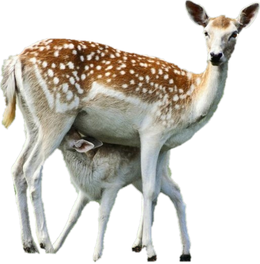 Biche Faon