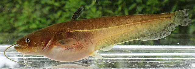 日本淡水魚 ナマズ