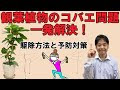 [ベスト] 観葉植物 コバエ 退治 264766-観葉植物 コバエ 退治
