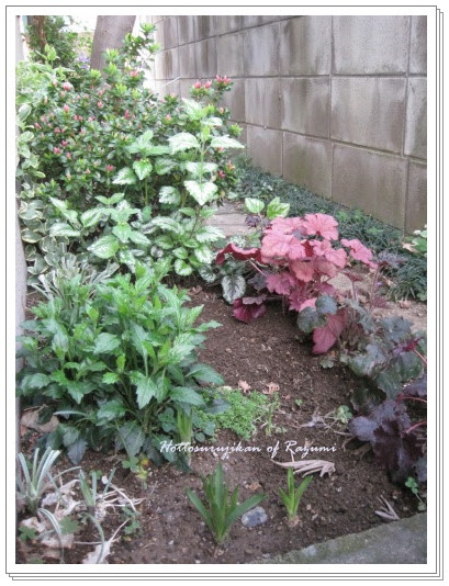 日陰に強い宿根草 西側通路花壇 4月上旬 ほっとする時間 Gardening Life