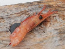 すぐ取れる 頭だけ齧られる 甘エビの装餌法に悩みまくる へた釣り こむ