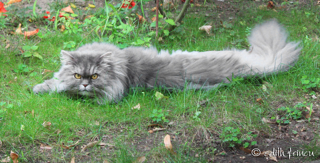 the most beautiful cat  6