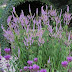 Veronicastrum Fascination : Kandelaber Ehrenpreis Veronicastrum Virginicum Fascination Ehrenpreis Kopfschmuck Taglilien / Veronicastrum virginicum 'fascination' during late summer 'fascination' produces tall, lilac flower spikes, often these maybe strangely fasciated or flattened in appearance, this is quite normal for this cultivar, the blooms attract.