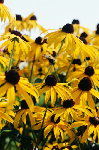 Flowers That Look Like Sunflowers | Hunker