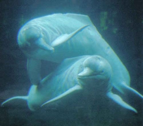 ピンクイルカ Pink Dolphin 世界の謎と不思議