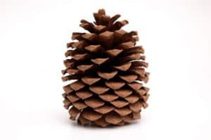 Pinecone Research – Sign Up, Take Surveys &amp; Get Paid