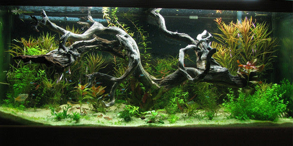Aquarium Driftwood 600x300