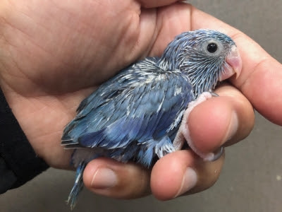 マメルリハ コバルト ヒナ 手乗り Lovebirdfukuoka ラブバードフクオカ インコや小動物の販売専門店