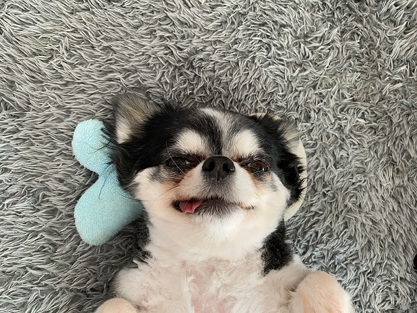 最近のお犬さんと久しぶりの登場お猫さん 12 27更新 ピタットハウス和歌山駅前店 株式会社スマートホーム