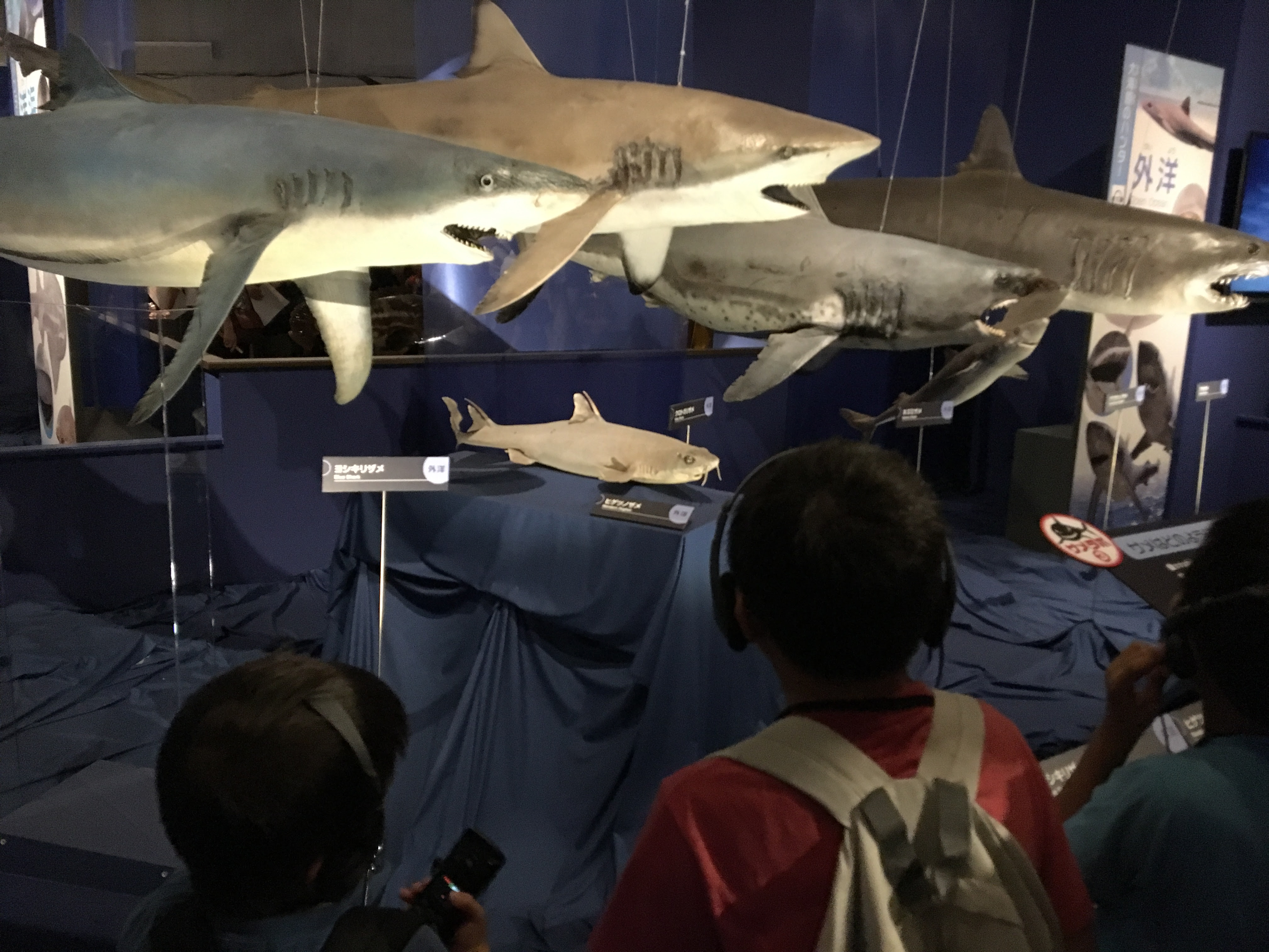 海のハンターサメ展16 上野 国立博物館 大宮の歯医者 鈴木歯科医院