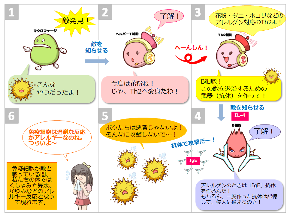 Th1細胞とth2細胞の働き 簡単 免疫バランス講座 イムバランス情報サイト