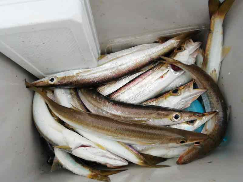 美々津港でカマス の釣果 03 26 みやつり
