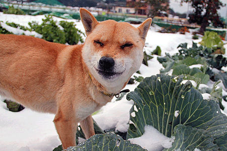 キャベツの芯をかじる ボクは山陰柴犬のリキです