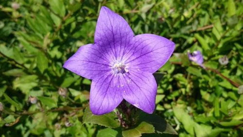 キキョウの育て方 切り戻しのやり方やタイミングは 植物navi