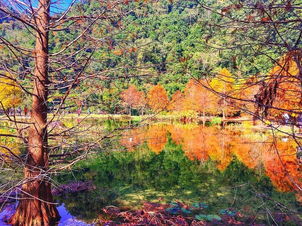 ▲雲水度假森林。(圖/網友提供,請勿隨意翻拍,以免侵權)