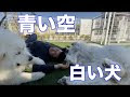 白い もふもふ 犬 大型 208397-白い もふもふ 犬 大型