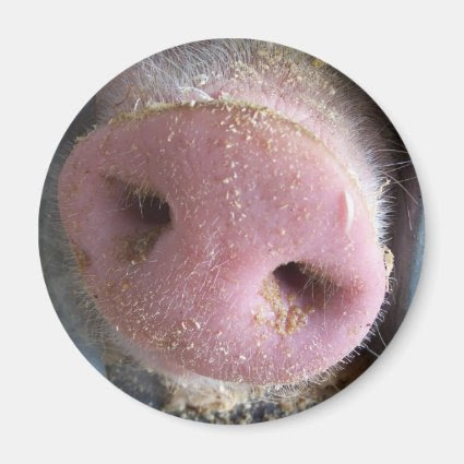 Pink Pig nose close up photograph 2 Inch Round Magnet