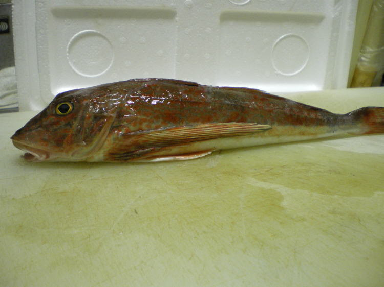 Turtles タートルズ 渋谷 佐渡直送の魚 ホウボウ