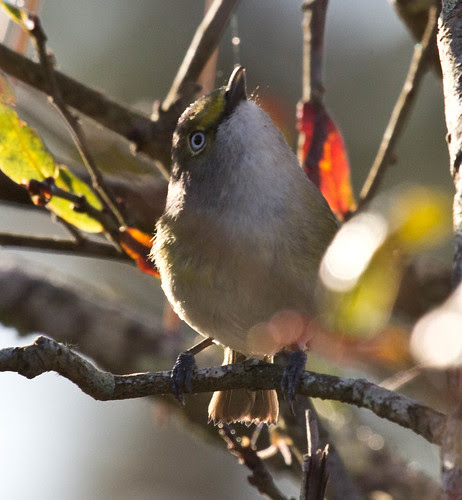 White-eyed Vireo