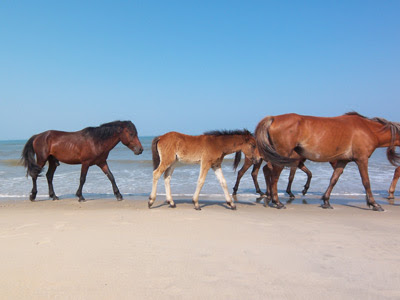 beach horses