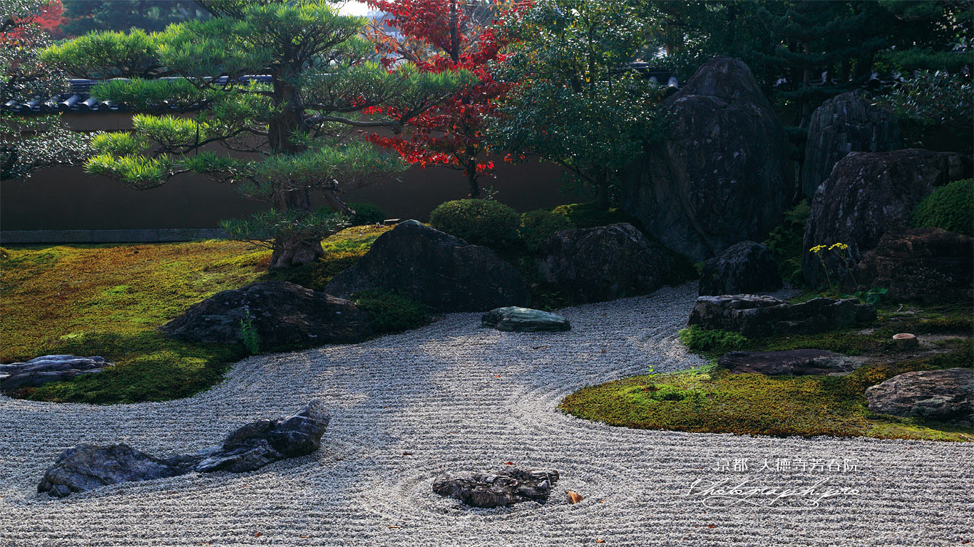 大徳寺芳春院 枯山水庭園のツワブキ の壁紙 1366x768