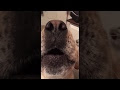 At the point when Dad Started Belting Out This Dog's Favorite Song, It Adorably Sang Along 