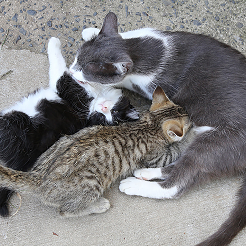 猫の出産時期は春と秋 その理由と発情期の行動について徹底解説