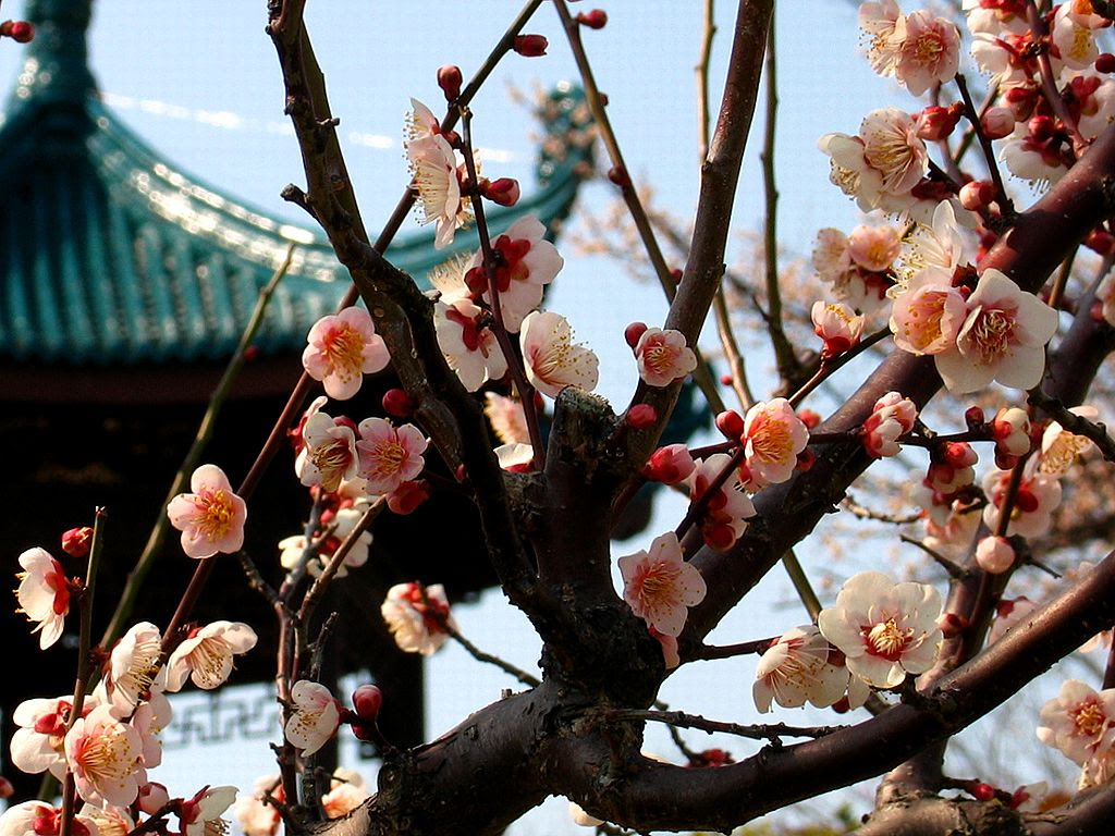 梅 ウメ 梅の花 梅林 壁紙写真 四季の彩り壁紙写真集