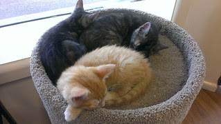 Three little kittens