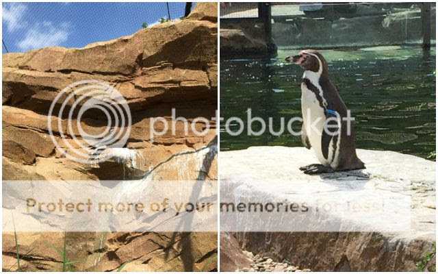 Zoo Krefeld - Pinguin