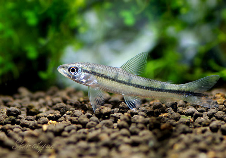 新苔取り魚発見か パラグアイ産のカラシン アパレイドン アフィニス 熱帯魚