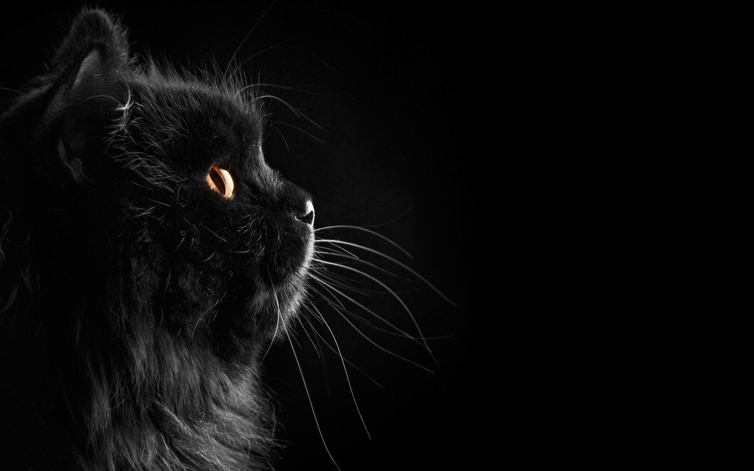 Wallpapers  Black  Cat  Wallpaper  Cave