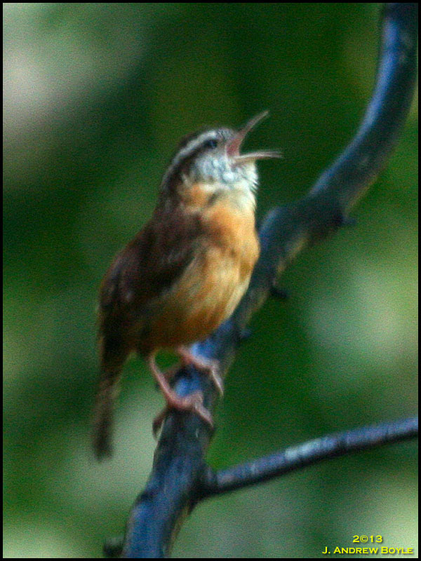 Carolina Wren