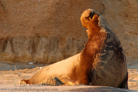 Photograph of a northern elephant seal posturing at Ano Nuevo State Reserve