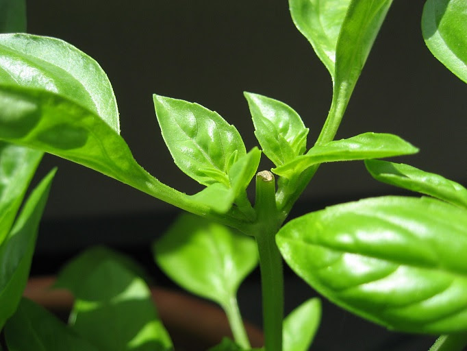 バジルの摘芯 脇芽と新芽 高いお米 安いご飯