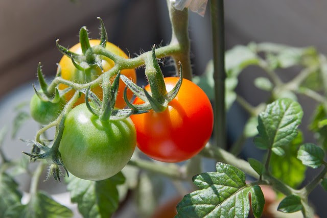 Tomatos