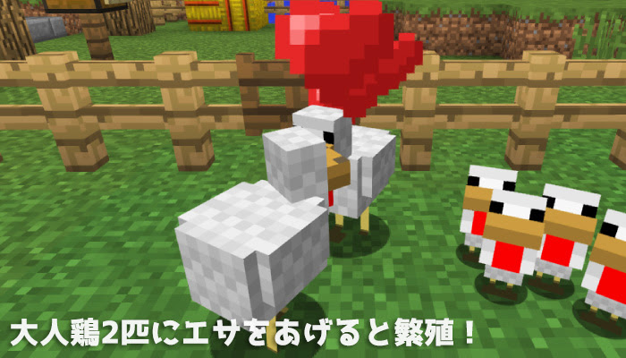マイクラpc Pe ニワトリの見つけ方と繁殖の方法2つを紹介 マイクラモール