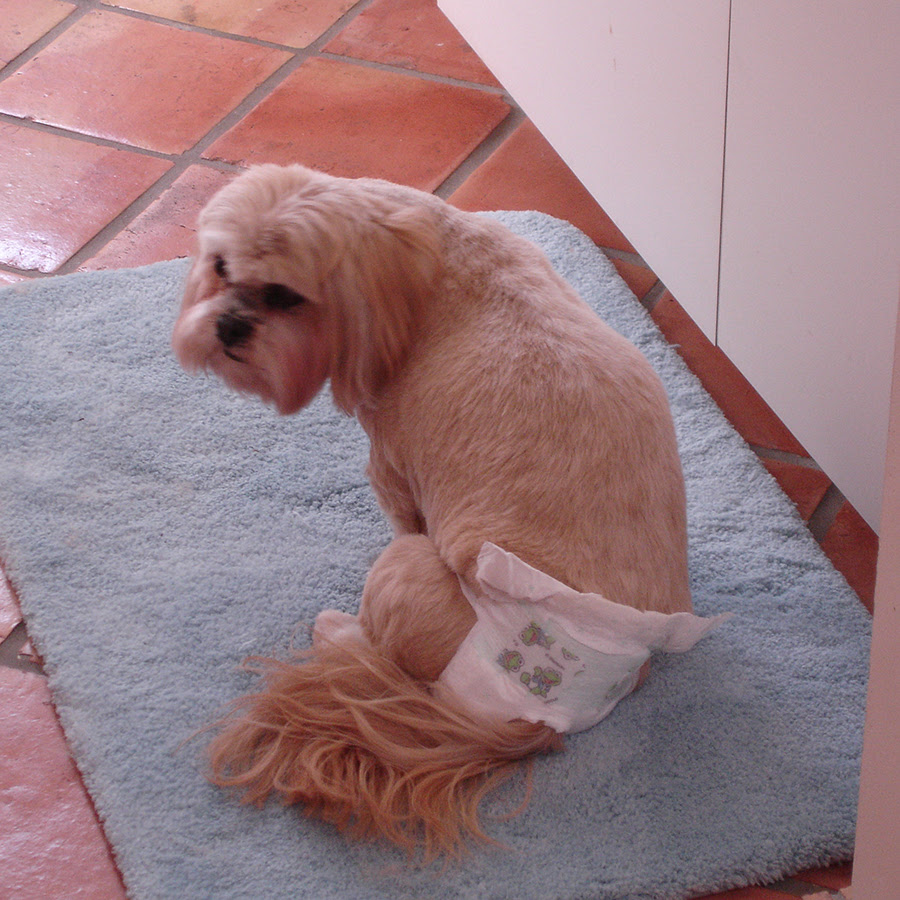 犬のマナーベルトってなに 使い方は オスとメスで違いがある