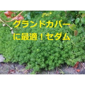 グランドカバーにも最適 見て美しいセダム 万年草 の生態と育て方や増やし方を紹介 ネット生物図鑑 ペット 動物 昆虫 生き物の生態や飼い方を紹介