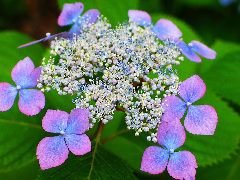 神戸森林植物園の紫陽花 アジサイ の花 壁紙写真集 無料写真素材