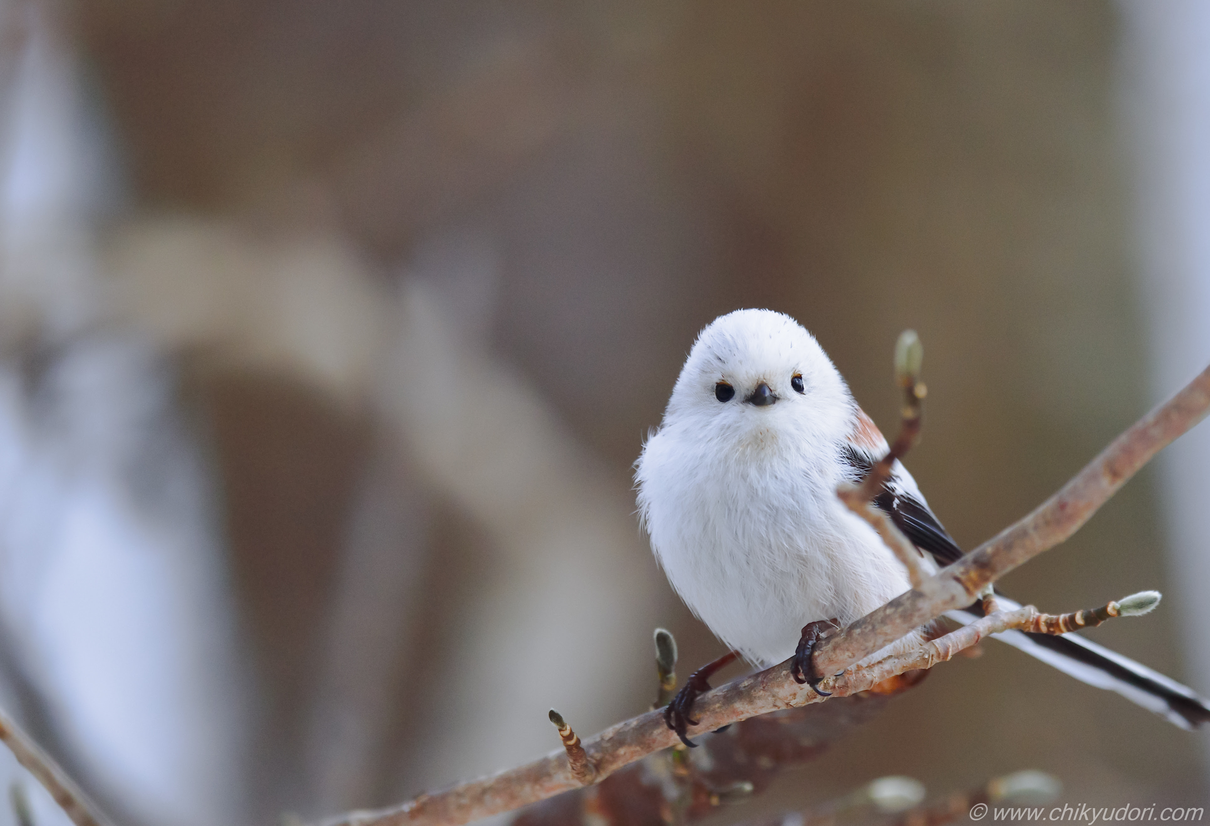 可愛い過ぎる野鳥 北海道の三大かわいい動物 森の妖精シマエナガ 地球の撮り方