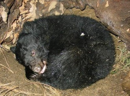 冬眠中のクマを 健診 石川 自然保護センター 全国ニュース 四国新聞社
