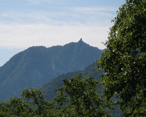 forest62-1.jpg