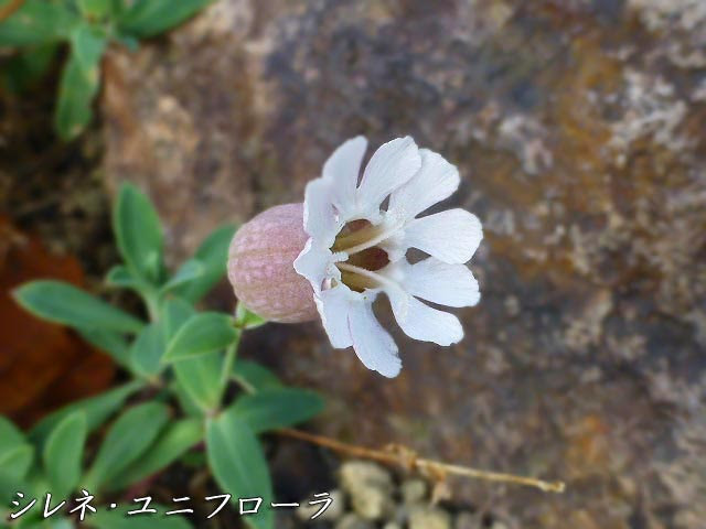 花図鑑 シレネ ユニフローラ ナデシコ科シレネ属