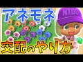 70以上 紫 アネモネ 花 395491-アネモネ 紫 花